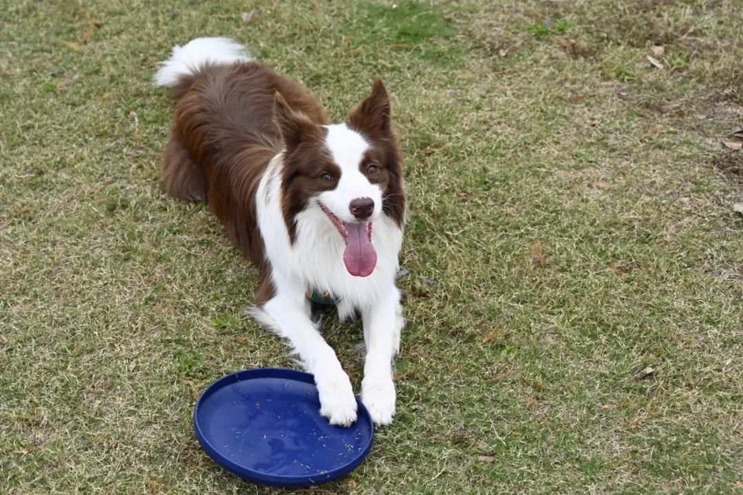 Ir de acampada con Canlon